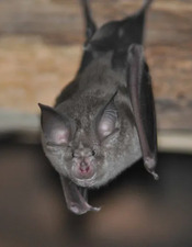 photo chauve-souris