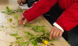 Capucine et Marjolaine- Découverte de la nature et conseillère en santé naturelle - Rodez