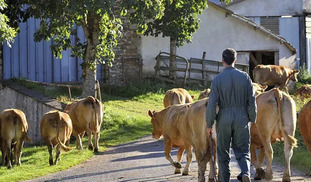 Visite de ferme du veau d'Aveyron et du Ségala - Rodez