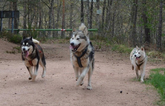 Votre Chien au Positif (Non communiqué en 2023) 5 - Rodez