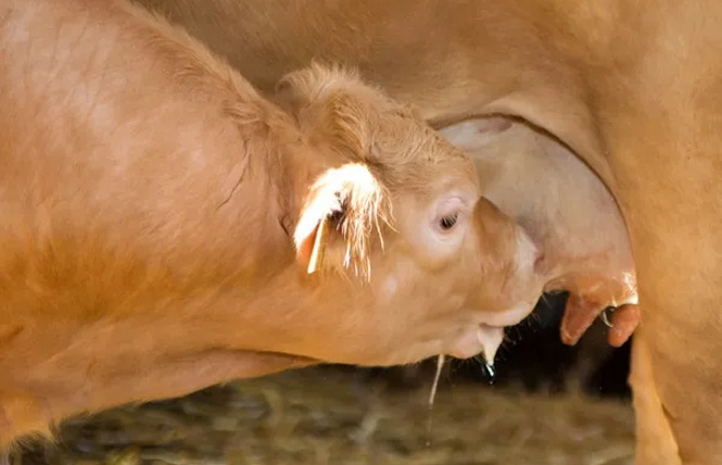 Visite de ferme du veau d'Aveyron et du Ségala 4 - Rodez