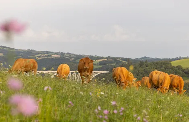 Visite de ferme du veau d'Aveyron et du Ségala 3 - Rodez