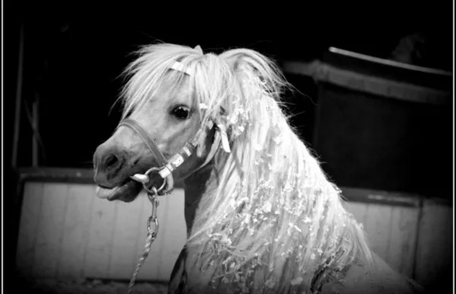 Cirque Rico Zavatta 3 - Rodez