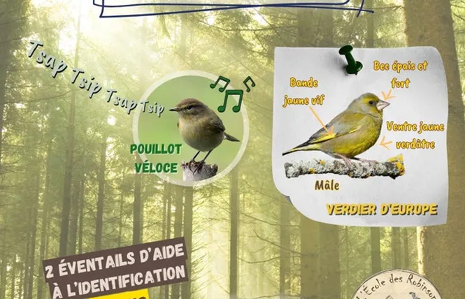 Stage oiseaux (Adultes) 1 - Druelle Balsac