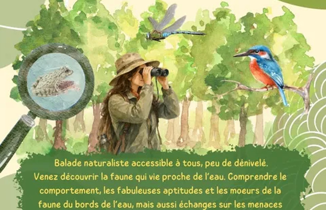Balade Nature - La Faune des bords de l'Aveyron 2 - Druelle Balsac