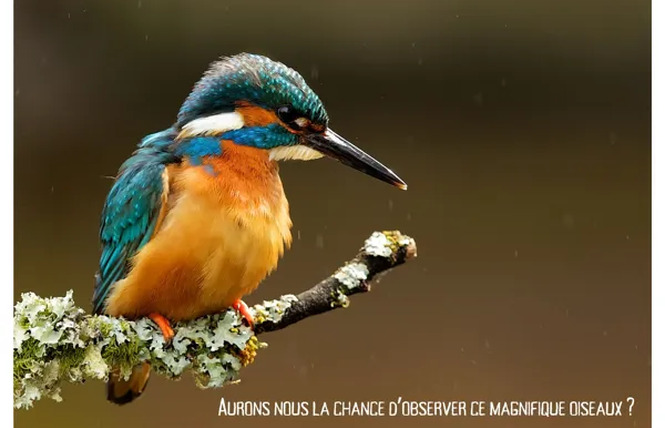 Balade Nature - La Faune des bords de l'Aveyron 1 - Druelle Balsac