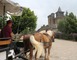 Promenade en Calèche - Ecole du loisir attelé 5 - Le Monastère
