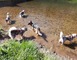 Votre Chien au Positif (Non communiqué en 2023) 4 - Rodez