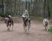 Votre Chien au Positif (Non communiqué en 2023) 5 - Rodez