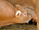 Visite de ferme du veau d'Aveyron et du Ségala 4 - Rodez