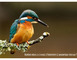 Balade Nature - La Faune des bords de l'Aveyron 1 - Druelle Balsac
