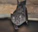 photo chauve-souris